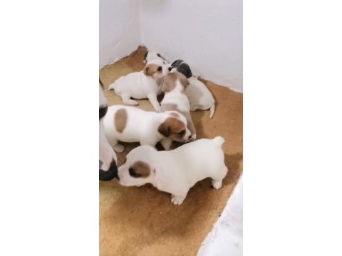 Jack russell terrier akıllı zeki safkan bebekler