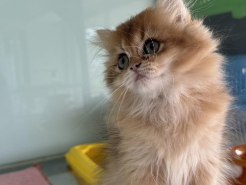 En güzel golden britsh longhair ve shorthair yavrular
