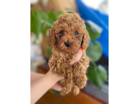 Toy poodle yavrularımız yeni yuvalarını bekliyor