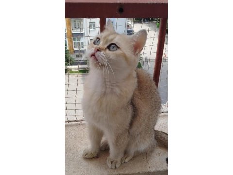 British shorthair ny11 dişi 1.5 yaşında