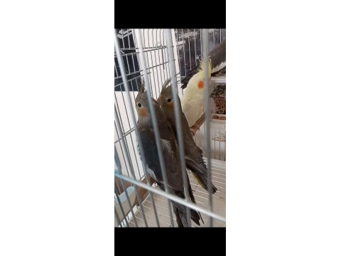 2 aylık sultan papağanları