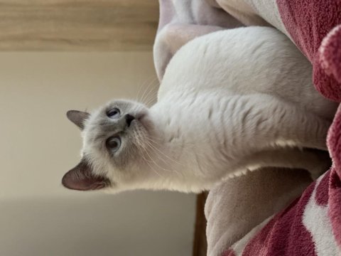 British shorthair bluepoint dişi