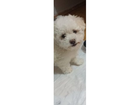 Maltese terrier acil sahiplendirme