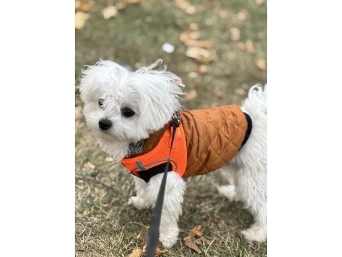 Leo ve lessie maltese