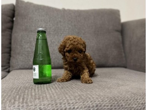 Tea cup dişi toy poodle yavrumuz