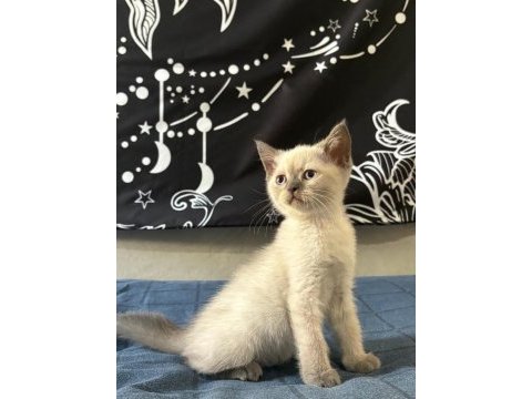 Birbirinden güzel british shorthair bebeklerimiz