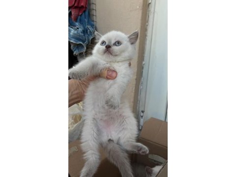British longhair yavru antalya