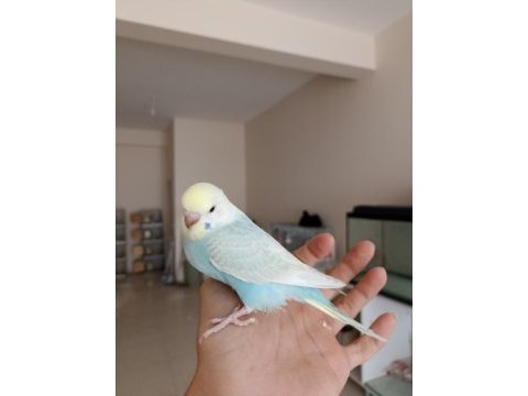 Rainbow yavru muhabbet kuşu