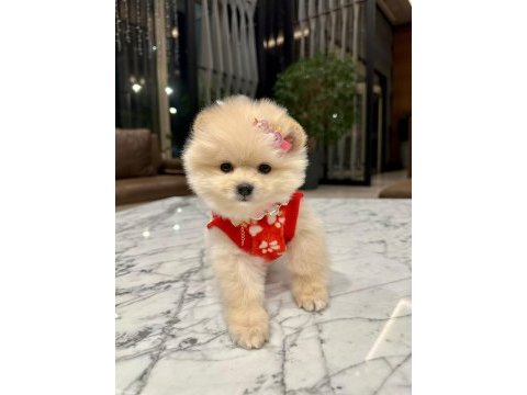 Ayı surat sıfır burun pomeranian boo