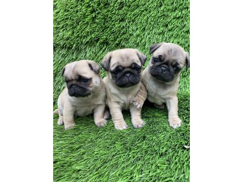 Pug mops muhteşem güzeller