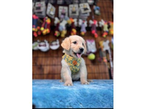 Burkem ailesi olarak ırk garantili golden retriever yavrular