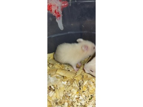 Renk güzeli teddy bear hamster