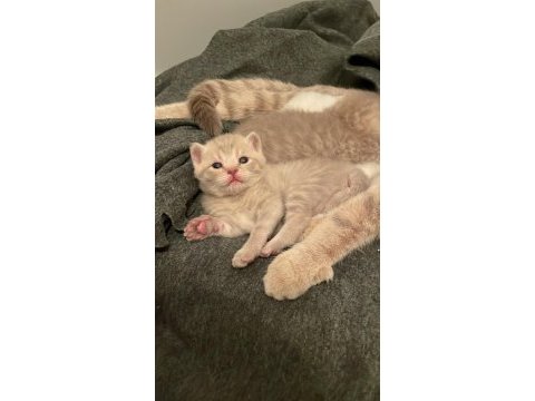 23eylül doğumlu bebeklerimiz scottish fold