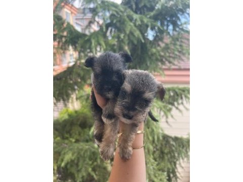 Schnauzer tatlışşş bebişleer