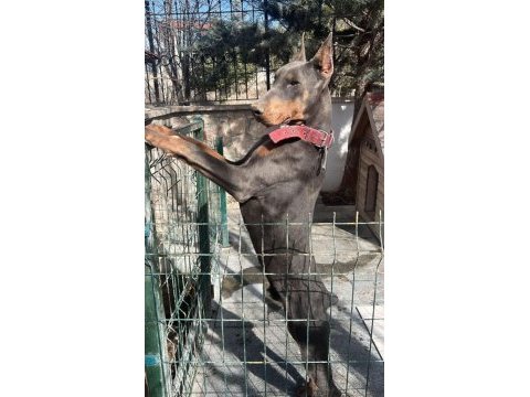 Blue erkek üst düzey anne baba doberman yavrusu
