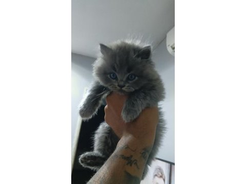 British shorthair yavrularımız