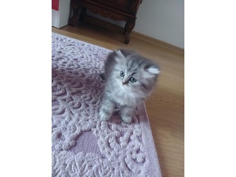 British longhair yavru kedimiz