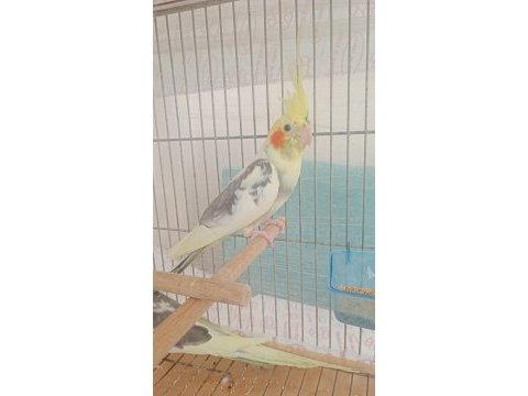Damızlık sultan papağanları