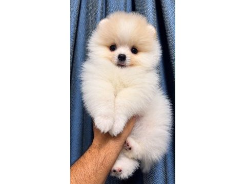 Biblo pomeranian boo dişi