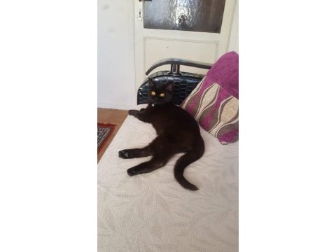 Kedimiz ücretsiz sahiplendirilecektir