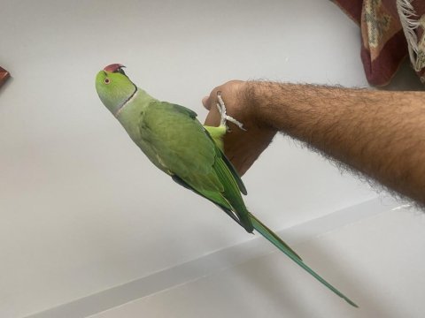 Evcil konuşan pakistan papağanı