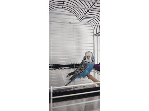 3 aylık dişi show jumbo muhabbet kuşu