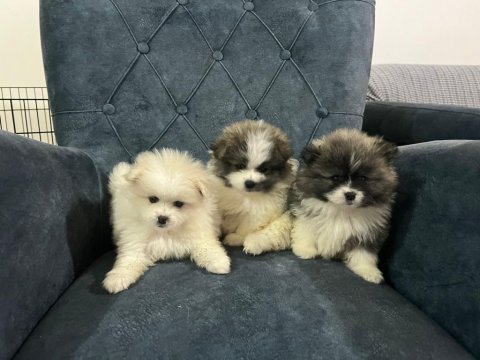 Oyuncak pomeranian bebek ayarında party colour ayı suratımız