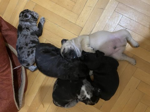 French bulldog