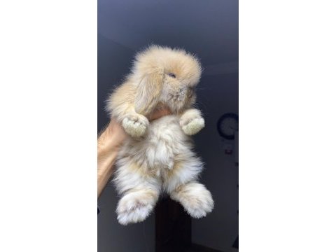 Hollanda lop tavşanları