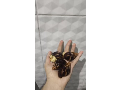 Dev afrika salyangozları
