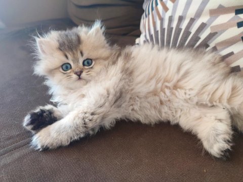 Güzel golden british longhair yavrumuz