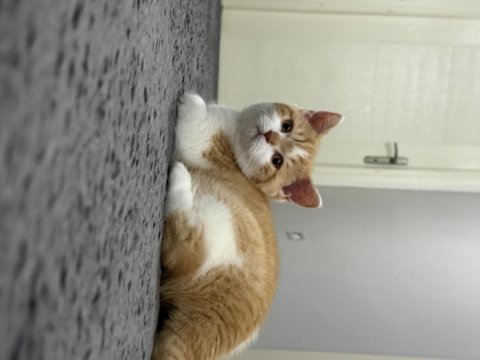 Safkan british shorthair red bicolor 3 aylık erkek