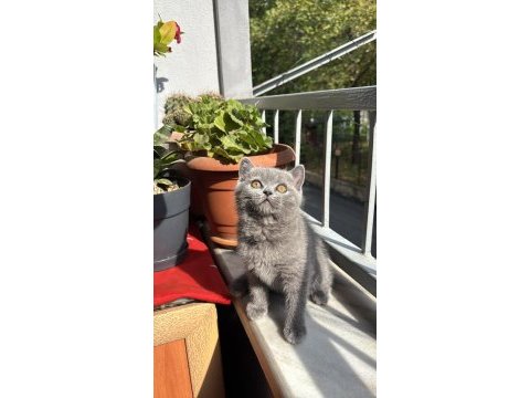 British shorthair gri ayı kafa yavrular