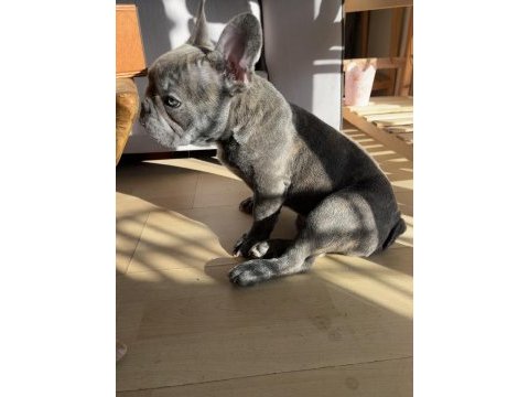 French bulldog gri blue eye