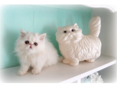 Orijinal chinchilla yavrularımız