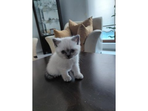 British shorthair yavru kedimiz