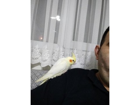 Lutino kırmızı göz yavru sultan papağanı