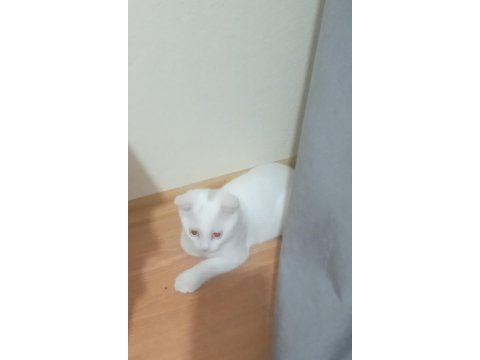 Kızımız yuvasını ariyor