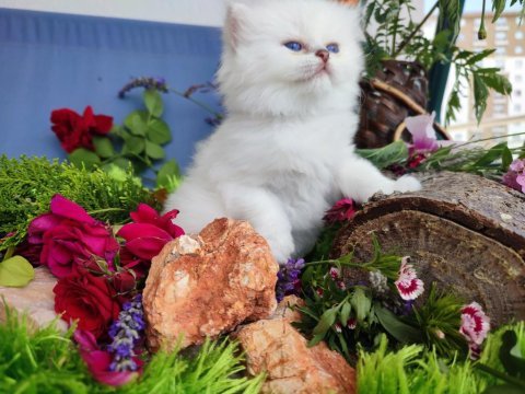 Full şecereli british longhair yavrular