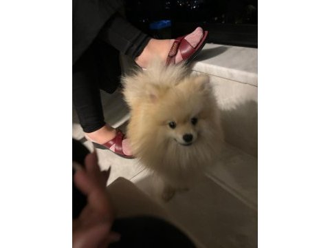 Leo pomeranian boo