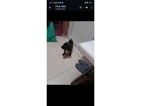 Sahiplendirilecek cane corso ısparta içi
