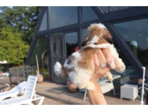Sevimli shih tzu yavrusu sağlıklı, erkek ve dişi