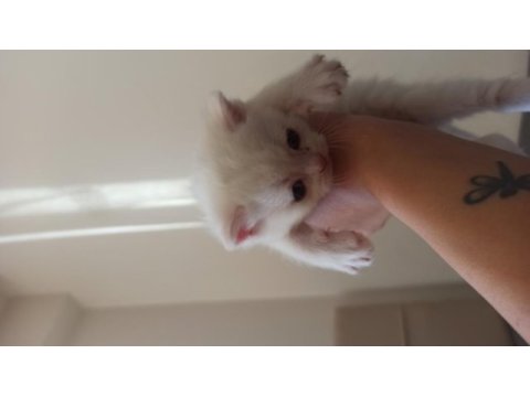 Dişi erkek british shorthair yavrular rezerveye açıktır