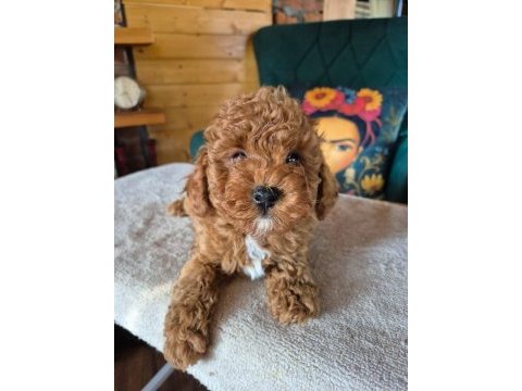 2 aylık safkan toy poodle bebeğimiz