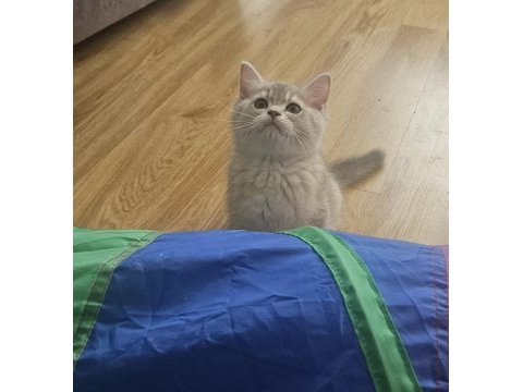 Dünya güzeli golden ay11 erkek british shorthair