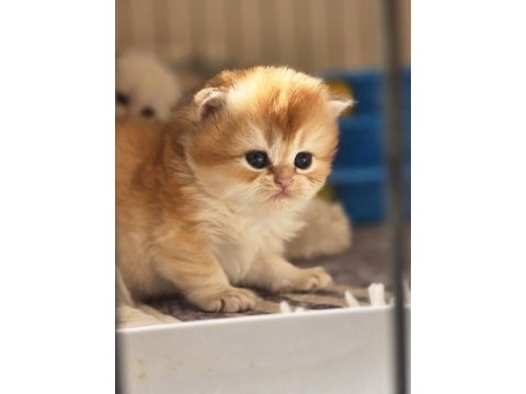British longhair yavru kedilerimiz