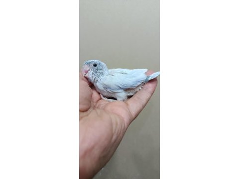 Pastel turkuaz erkek cep papağanı
