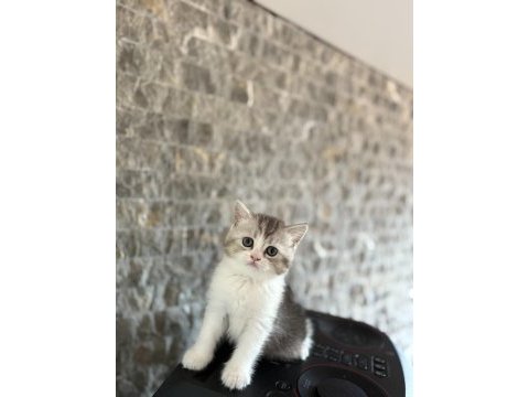 Irk garantili brıtısh shorthair yavrularım 