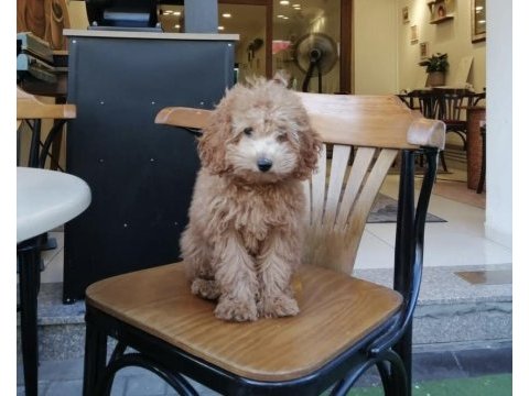 4 aylık poodle yavrum