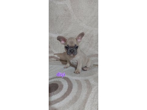 Egzotik french bulldog puppy